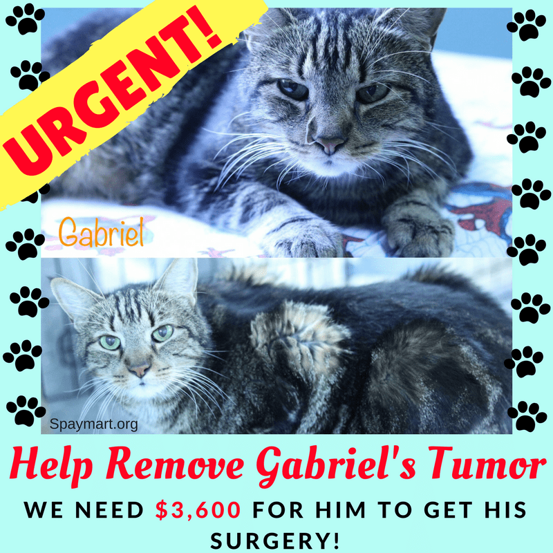 Donate to Help Remove Gabriel&...