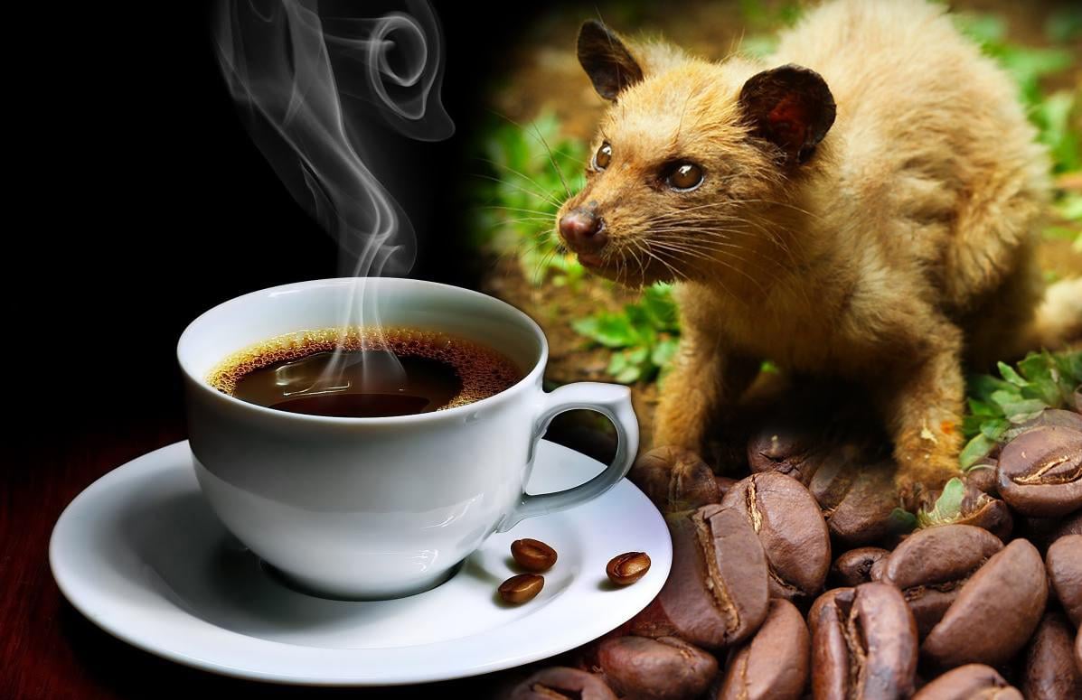 kopi-luwak-what-makes-the-coffee-the-most-expensive-in-the-world.jpg